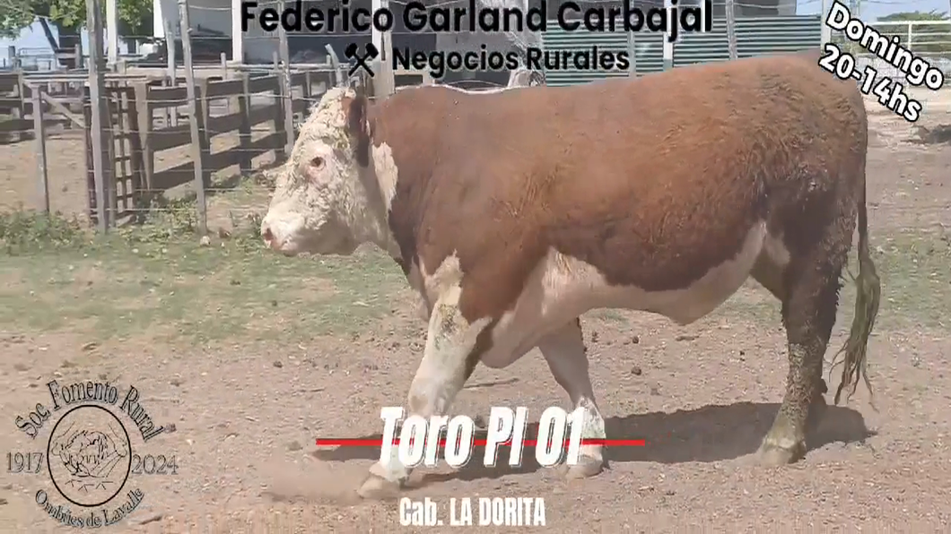 Lote TORO PI HEREFORD a remate en Expo Ombues en OMBUES DE LAVALLE