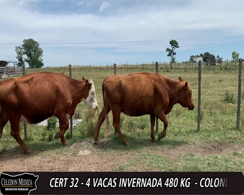 Lote (Vendido)4 Vacas de Invernada 1HE,  1RAxHE, 1RAxLI,  1HO a remate en 12° Remate por Pantalla 480kg -  en  - PIEDRA CHATA A 14 KM DE CARDONA,