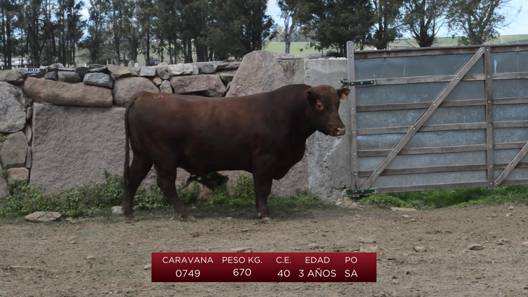 Lote 3 Toros a remate en Toros en San José, San José