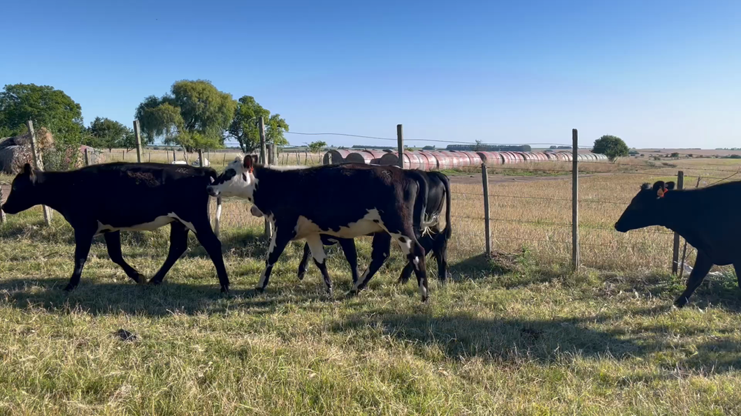 Lote VAQUILLONA ENTORADA