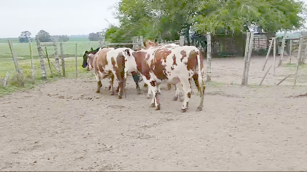 Lote 5 Novillos Raza de carne a remate en Pantalla Camy  en Libertad