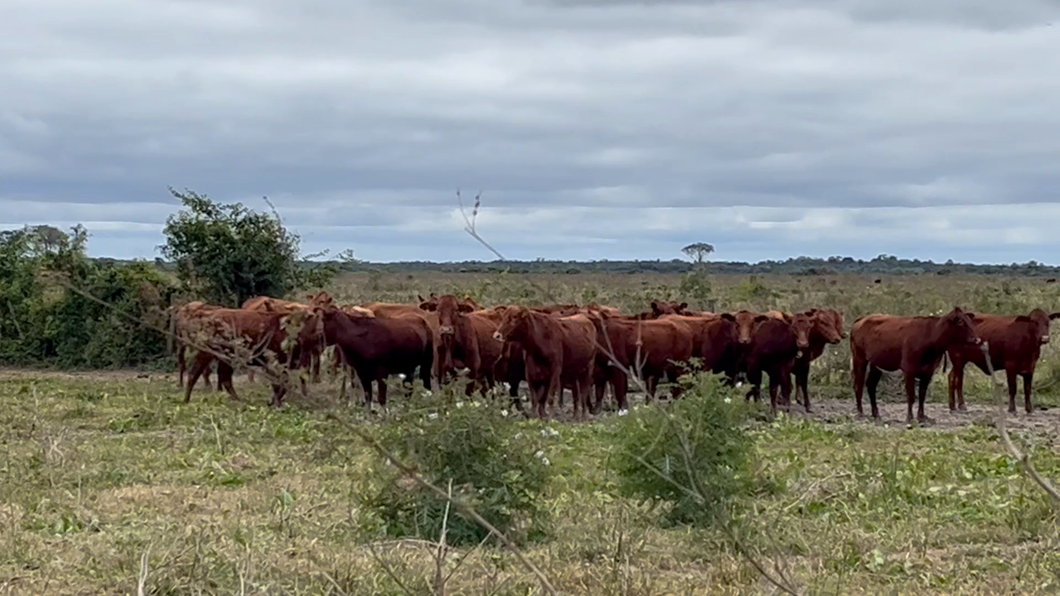 Lote 40 Vaquillonas C/ gtia de preñez