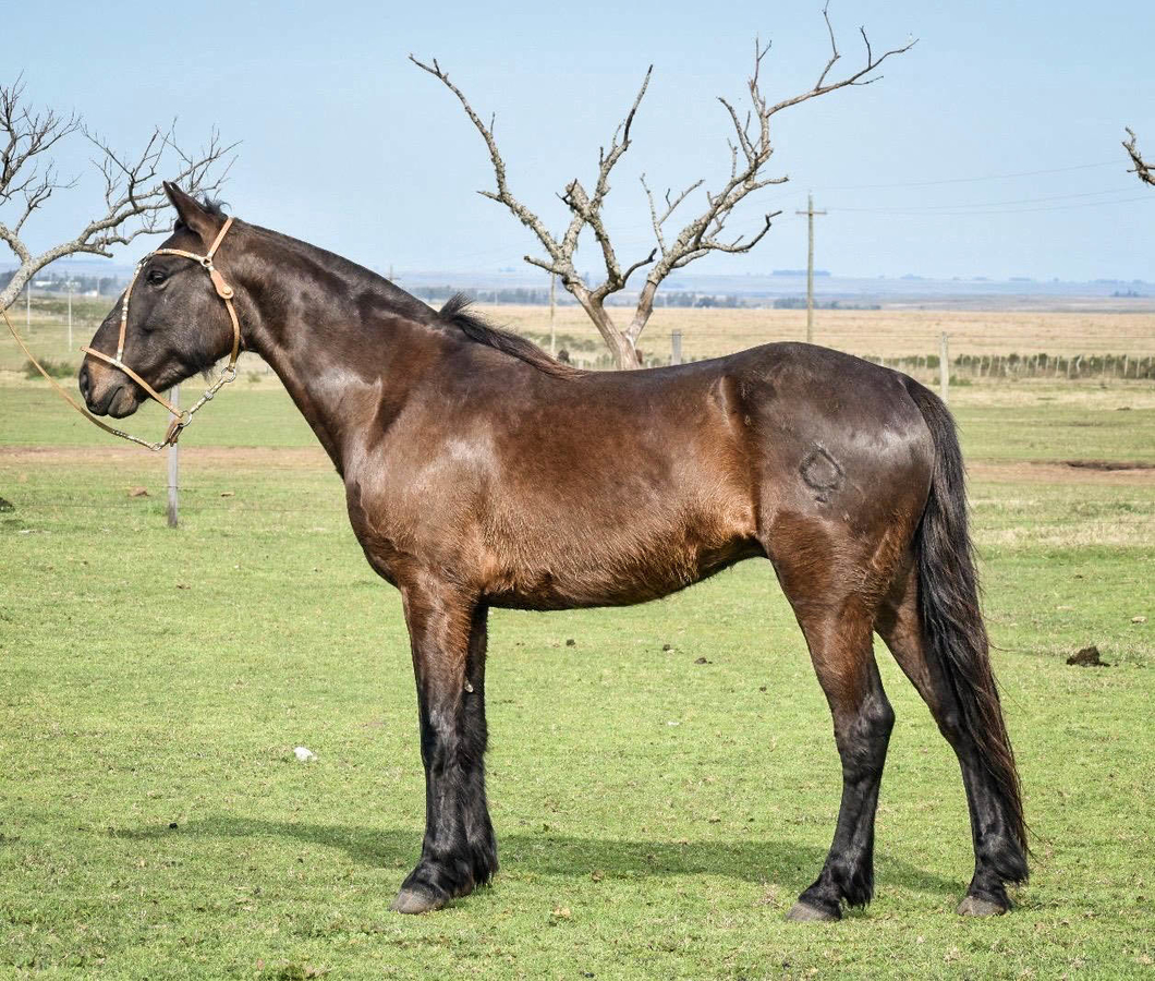 Lote LÁTIGO SAN TELMO