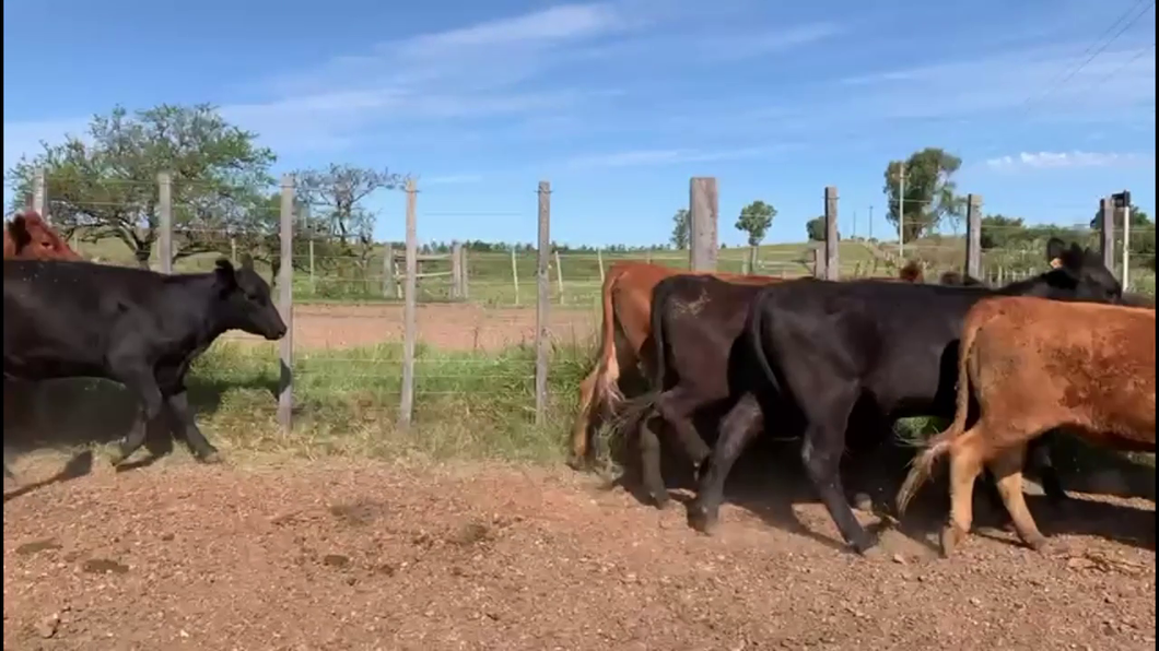 Lote VAQUILLONAS 1A2 AÑOS