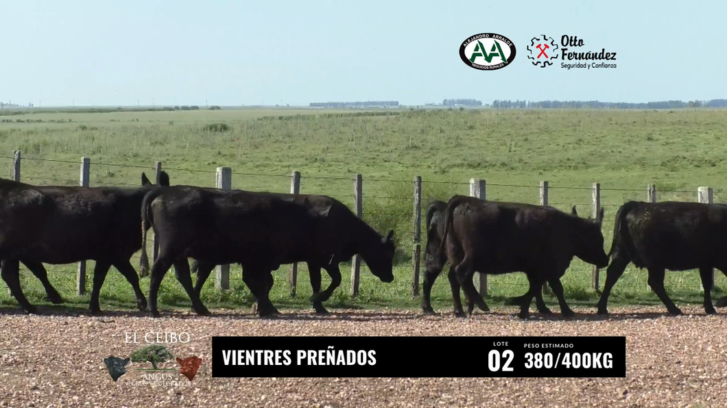 Lote Vientres Preñadas