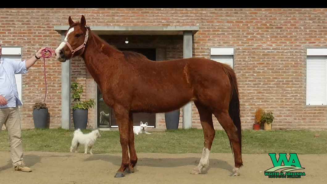 Lote DOÑA MATILDE