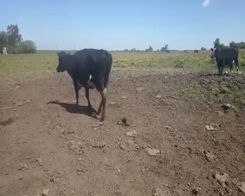 Lote 2 Vacas de Invernada a remate en REMATE DE PANTALLA en Asociación Rural de San José