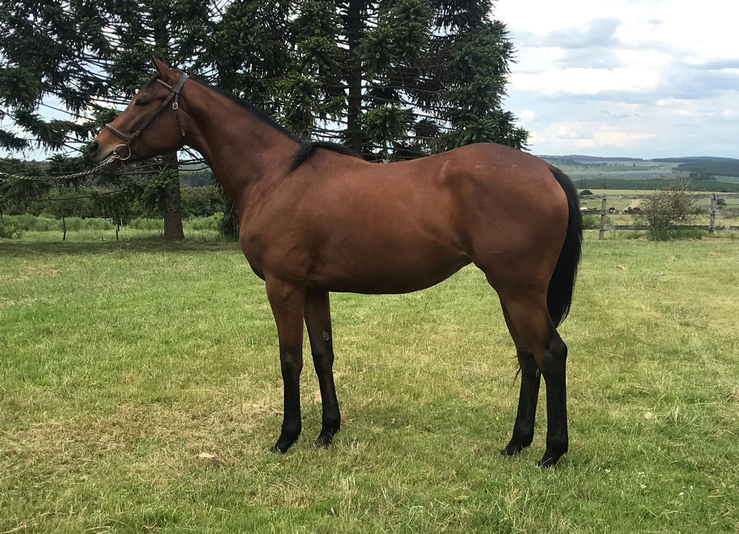 Lote FULL DISCRETION