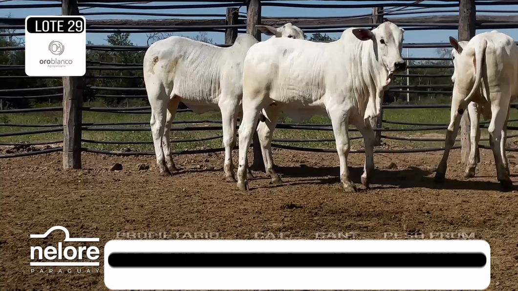 Lote LOTE 29