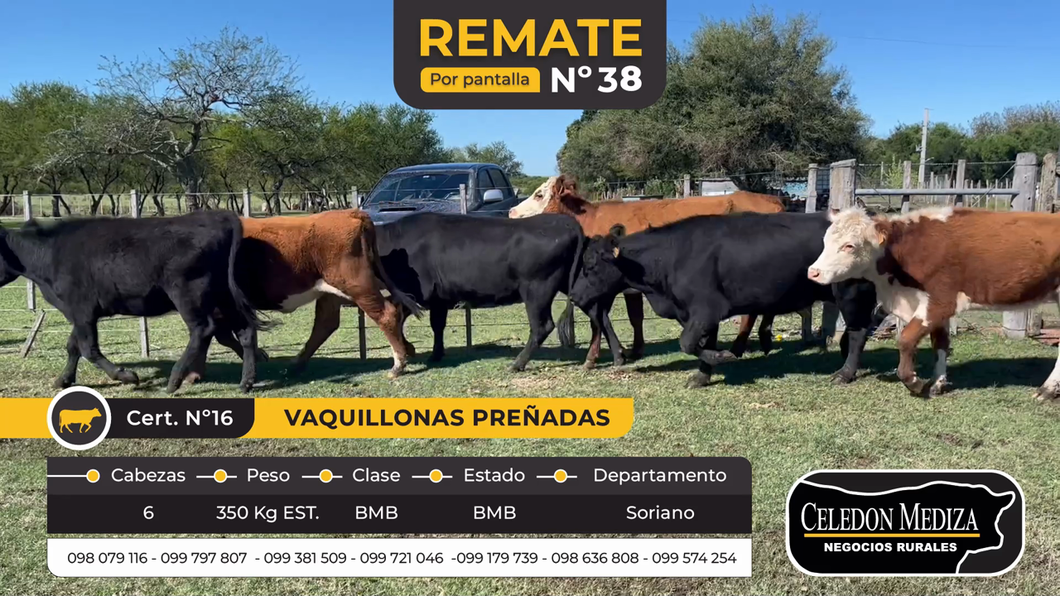 Lote 6 Vaquillonas Vacas Preñadas en La Concordia, Soriano