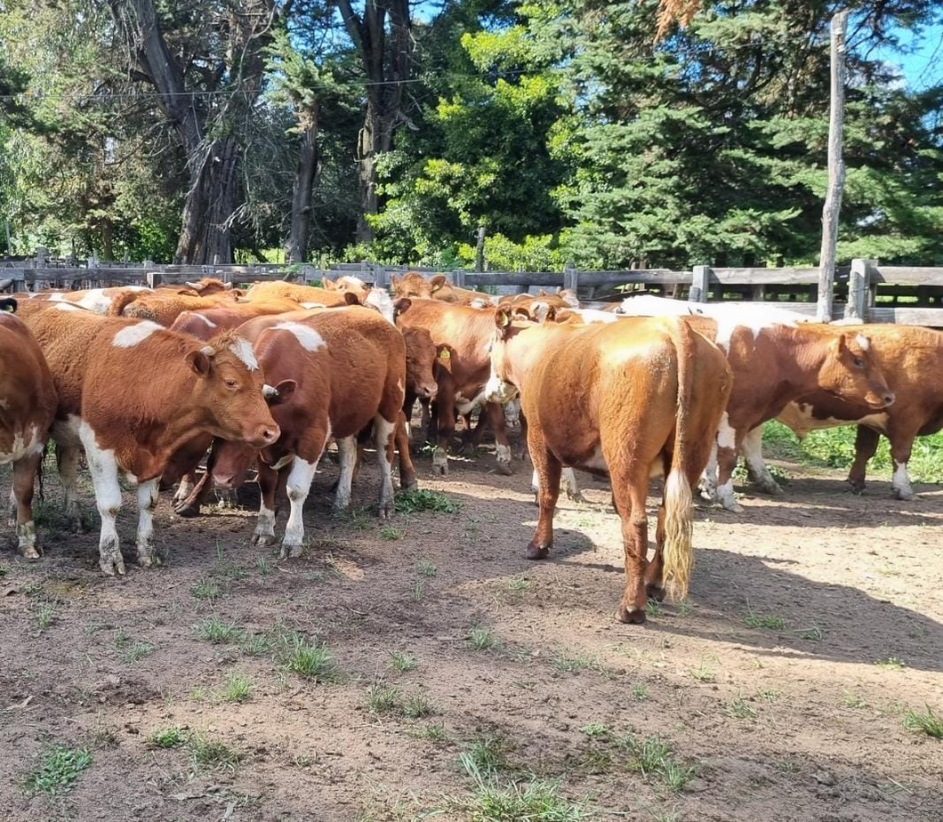 Lote 50 Novillo Engorda en Cabrero, VIII Región Biobío