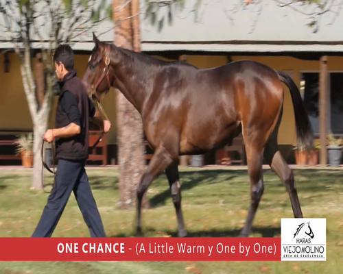 Lote ONE CHANCE