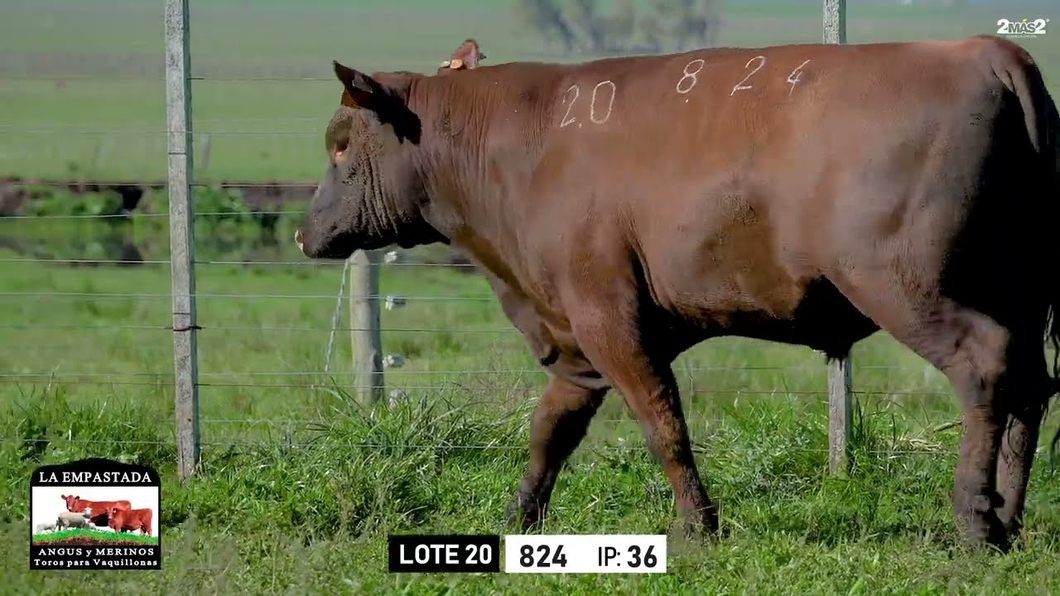 Lote Toros a remate en Toros para Vaquillonas - La Empastada, Durazno