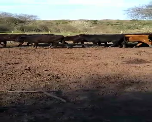 Lote 65 Terneras en Nueva Vizcaya, Entre Ríos