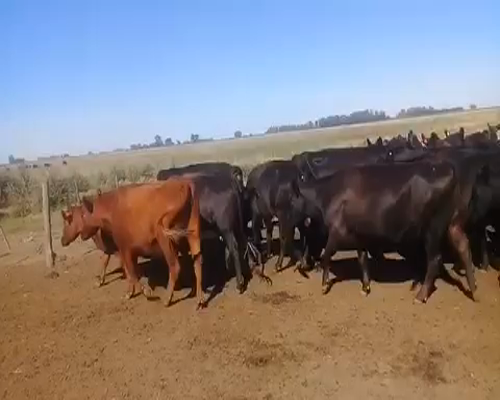 Lote 35 Vacas PREÑADAS nuevas en Suipacha, Buenos Aires