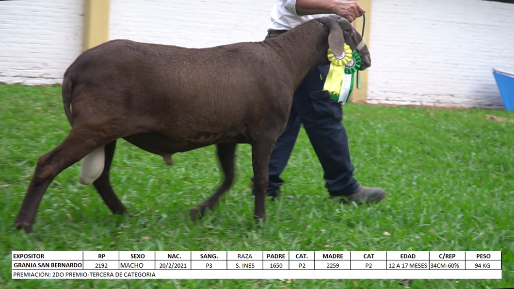 Lote Santa Inés Expo Internacional 2022 - Lote 19