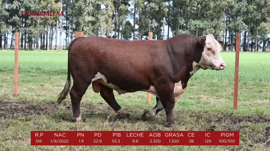 Lote 2 - POLLED HEREFORD PI