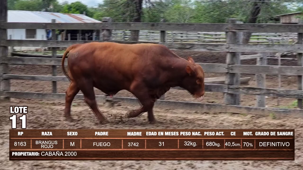 Lote Lote 11