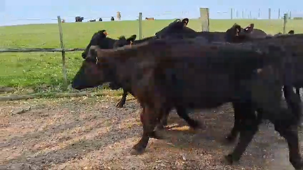 Lote 7 Vaquillonas más de 2 años 7 AA a remate en Pantalla Expo Salto - Daniel Medina 310kg -  en BELEN, KM 554 DE RUTA 3.