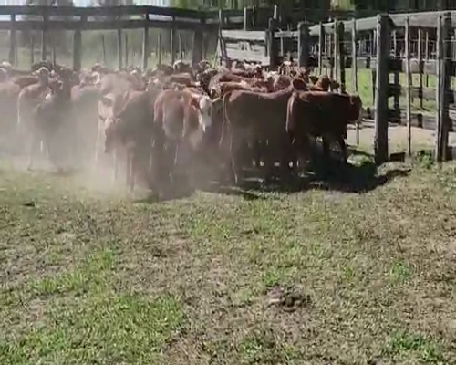 Lote 90 Terneros/as en Lomas de Vallejos, Corrientes