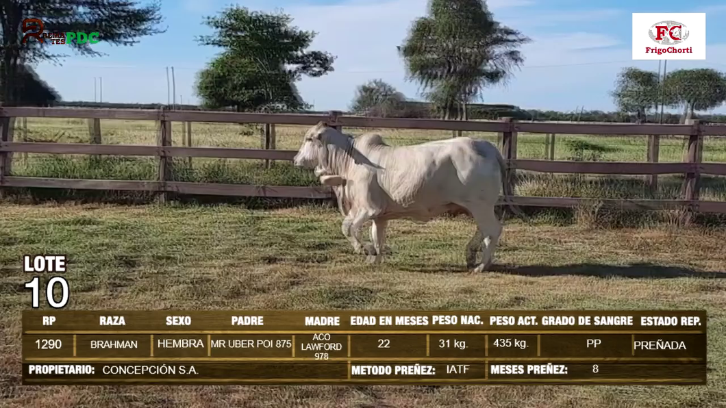 Lote Hembras BRAHMAN a remate en Expo Pioneros 24 de Mayo 2024 en Pioneros del Chaco S.A.