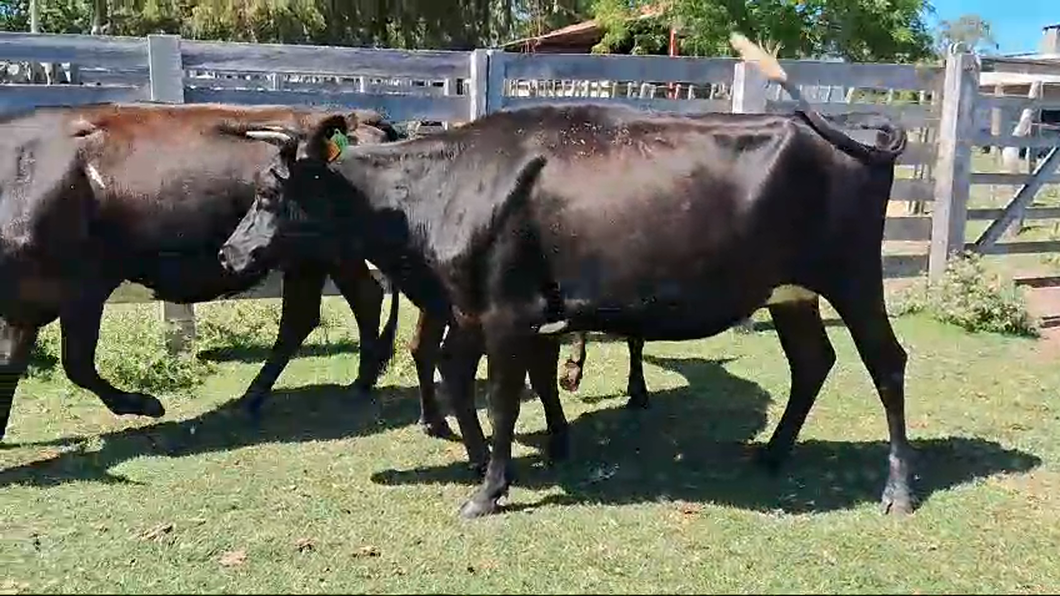 Lote 3 Vaca a remate en Pantalla Camy 450kg - , San José