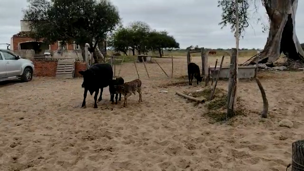 Lote 31 Vacas C/ cria Brangus y sus cruzas en Sta. Rosa de Calchines, Santa Fe