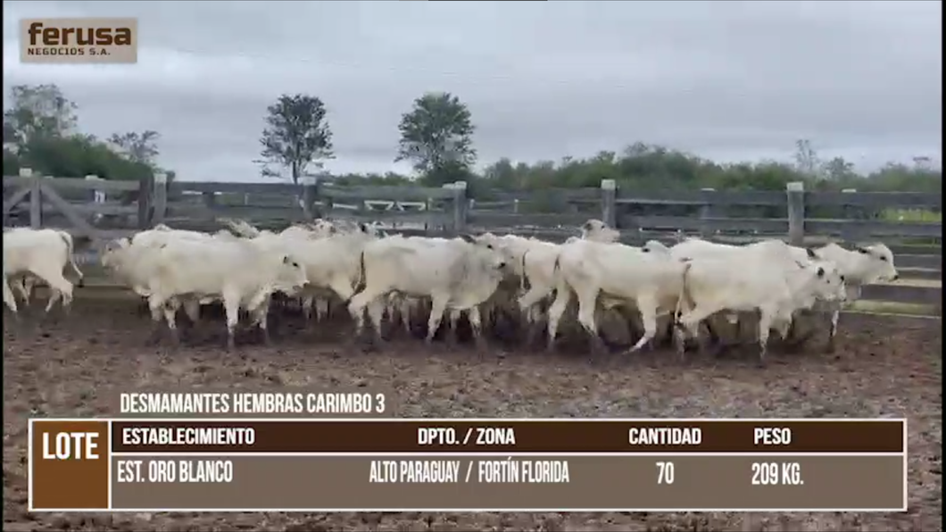 Lote lote 10