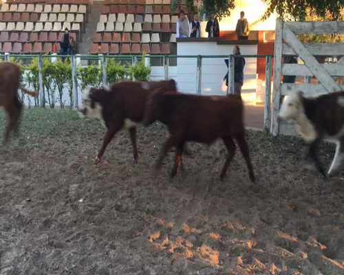 Lote 38 Terneros/as en Esquina, Corrientes