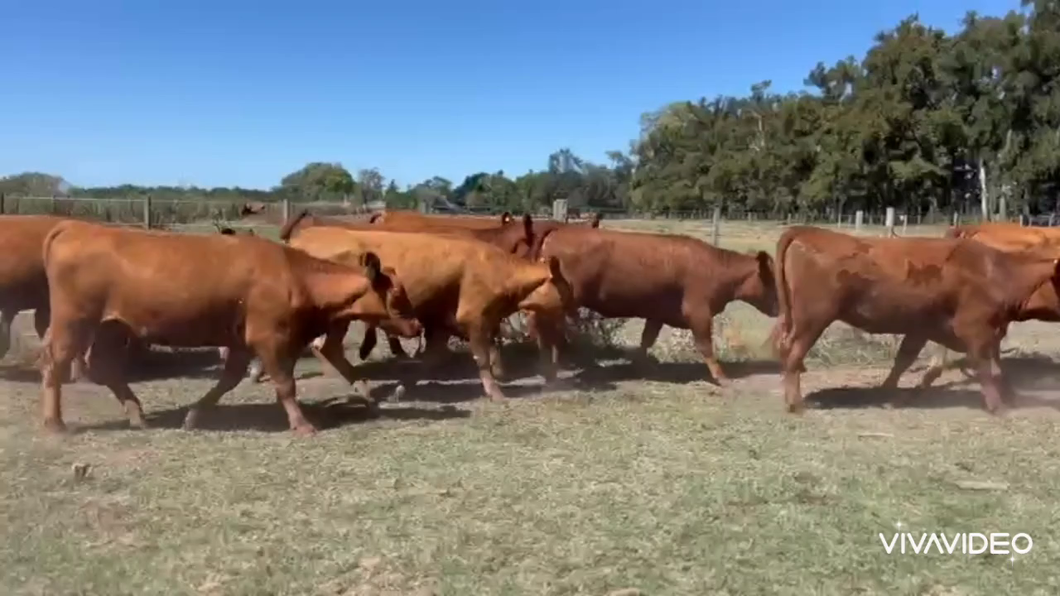 Lote 34 Vaquillonas