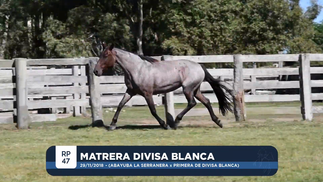 Lote MATRERA DIVISA BLANCA