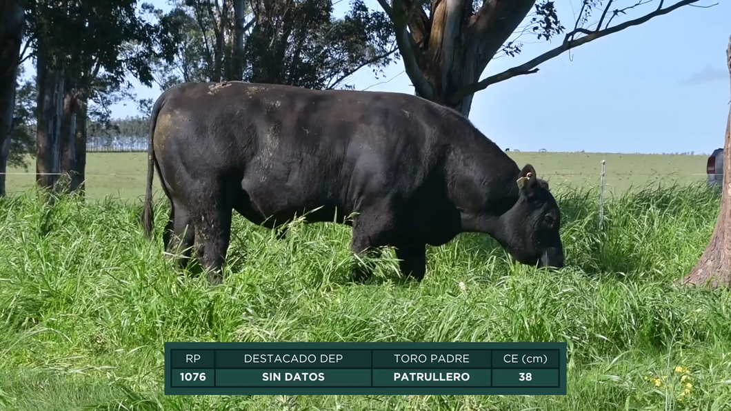 Lote Toros a remate en 16º Remate Anual La Campana de Ardao, Treinta y Tres