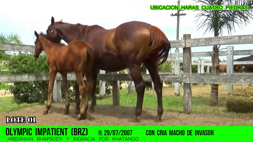 Lote OLYMPIC IMPATIENT