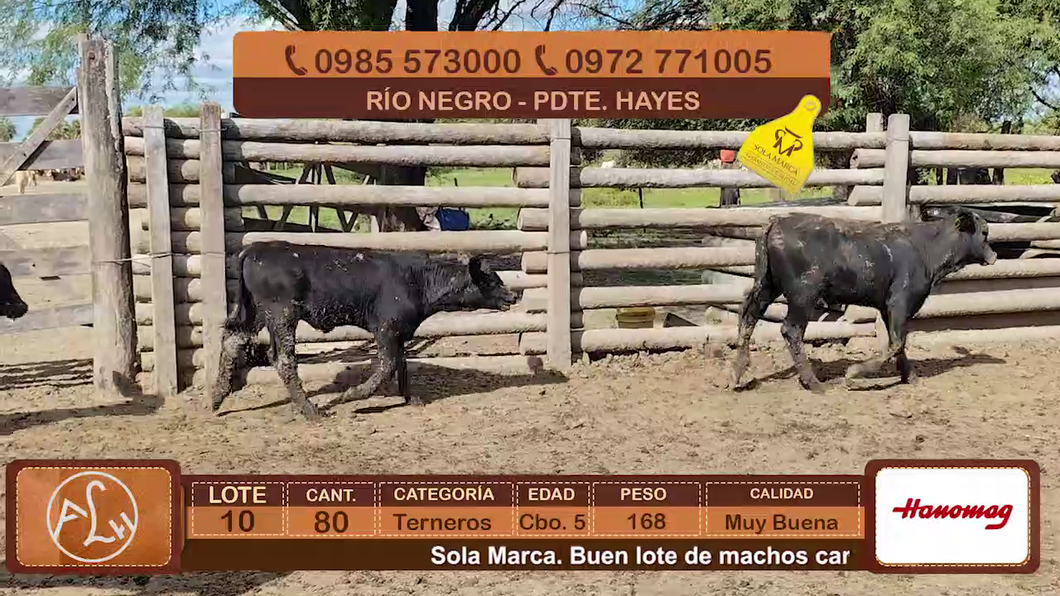 Lote Lote 10