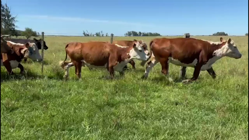 Lote VACAS DE INVERNADA