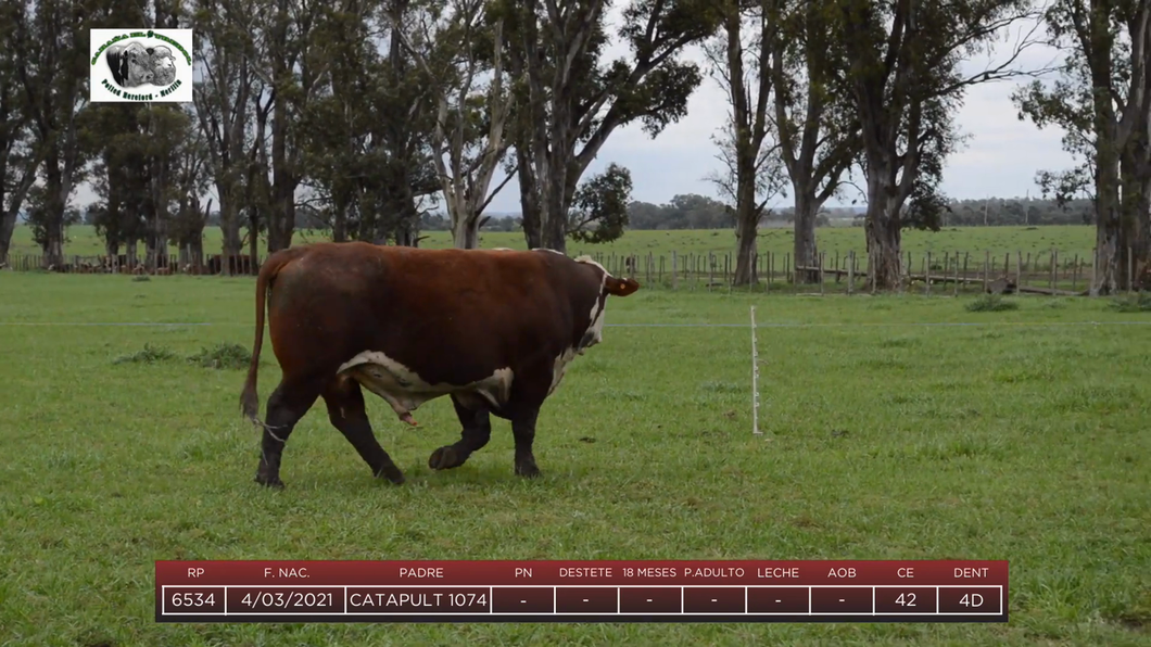 Lote Toros a remate en 6to Remate Anual Cabaña "El Trébol" de Martín Salto Stefani, Paysandú