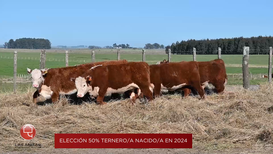 Lote Lote Elección del 50% macho/hembra