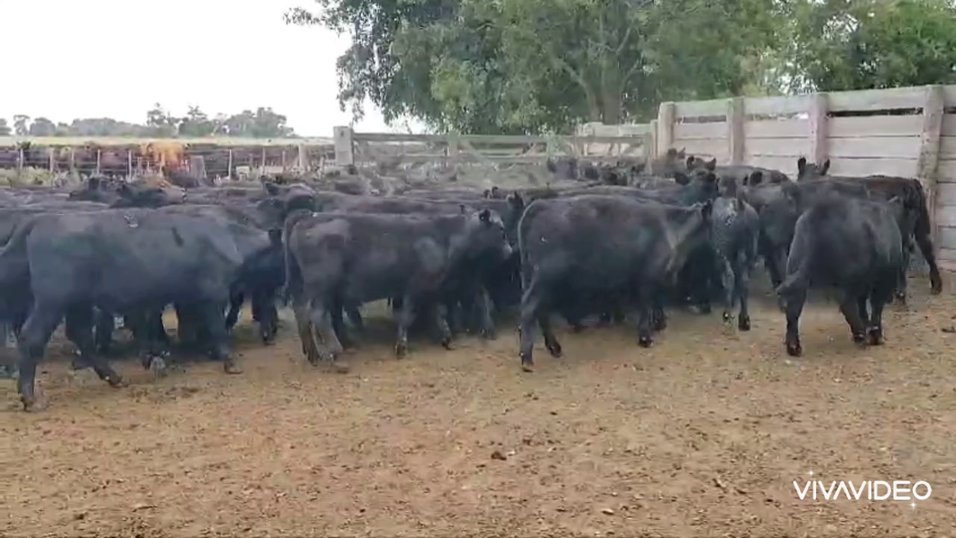 Lote 120 Terneros en Verónica, Buenos Aires