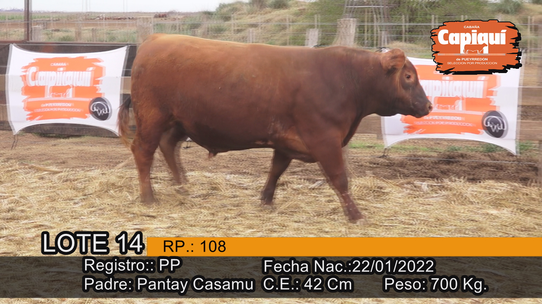 Lote Toro PP