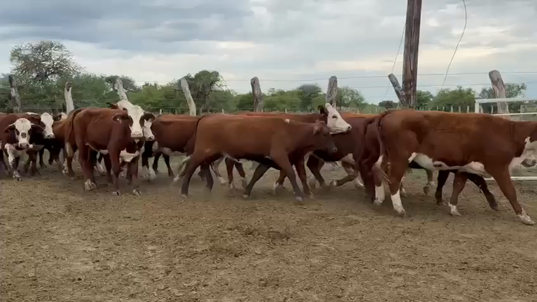 Lote 24 Vaquillonas