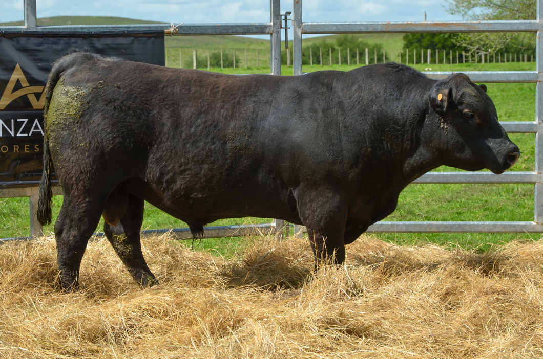 Lote 3 Toros AA a remate en Alianza Angus, Treinta y Tres