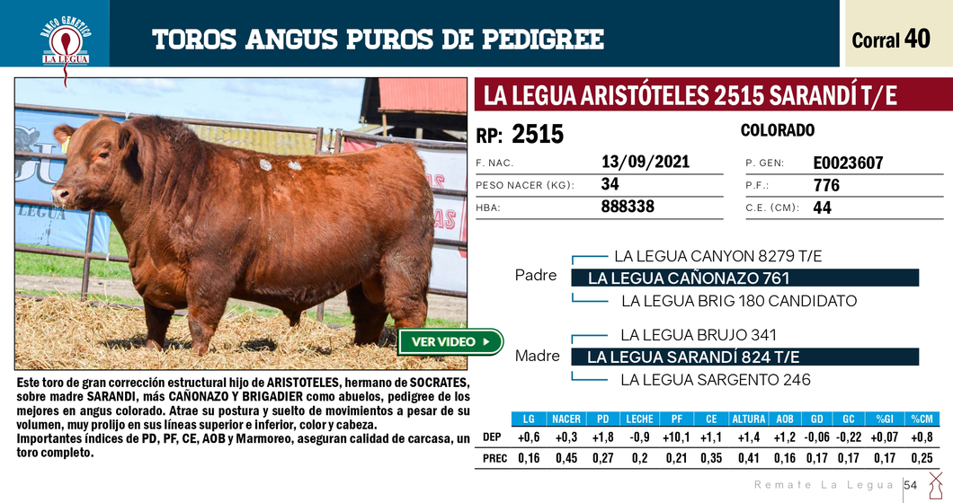 Lote TOROS ANGUS PP