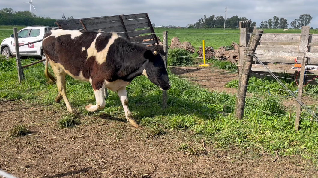 Lote NOVILLOS 1 a 2 AÑOS