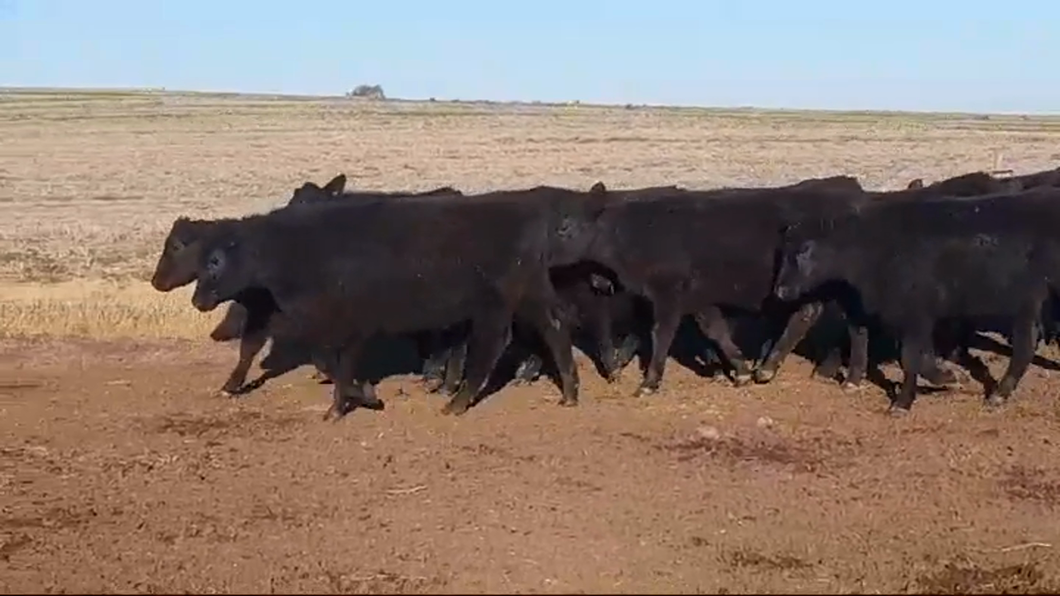 Lote (Vendido)15 Terneras ANGUS/ BRA/ LIM a remate en #47 Pantalla Carmelo 190kg -  en COSTAS DE VACA