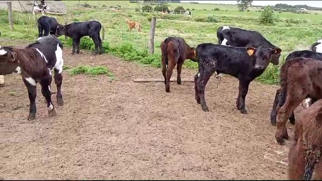 Lote 14 Terneros Cruzas angus a remate en Pantalla Camy en Juan Soler