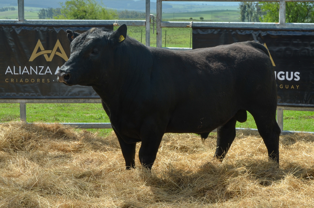 Lote 3 Toros AA a remate en Alianza Angus, Treinta y Tres