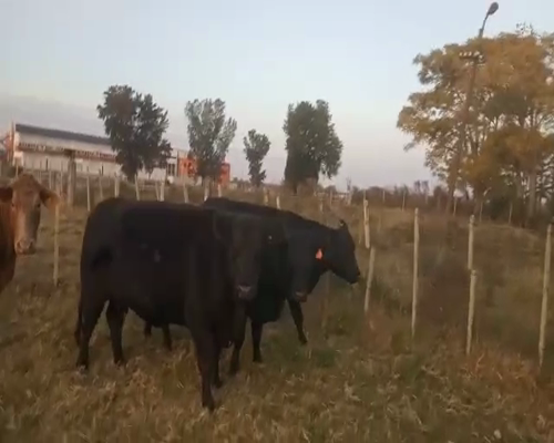 Lote 4 Vacas de Invernada AA Y CRUZAS 660kg - , San José