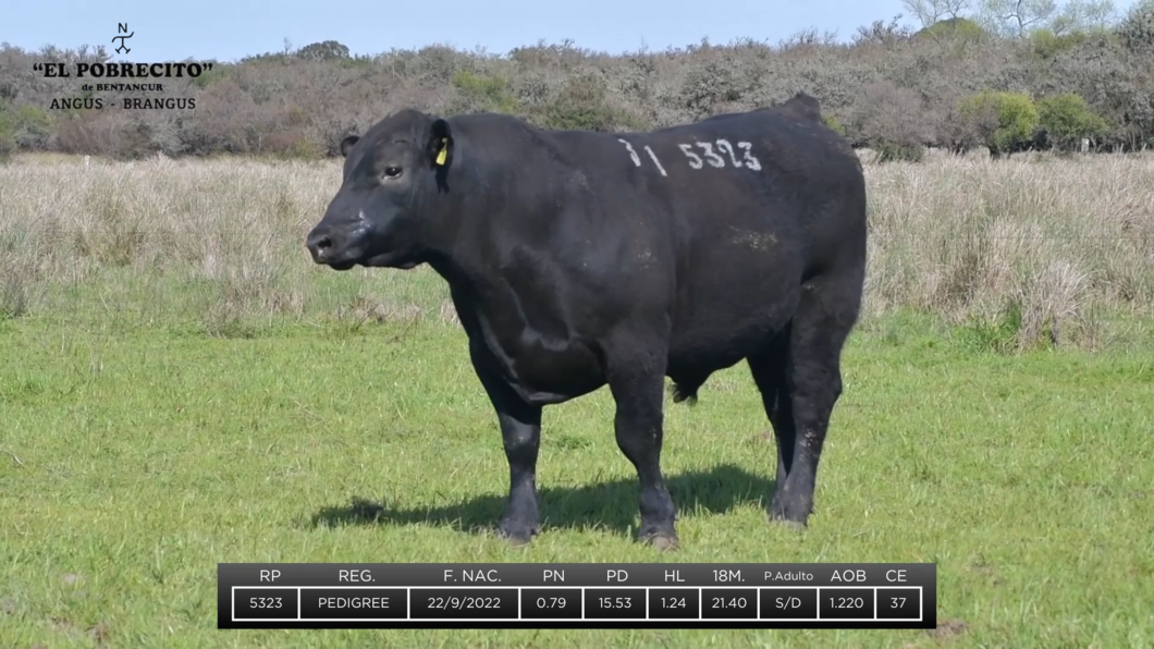 Lote 2 Toros Angus a remate en El Pobrecito, Durazno