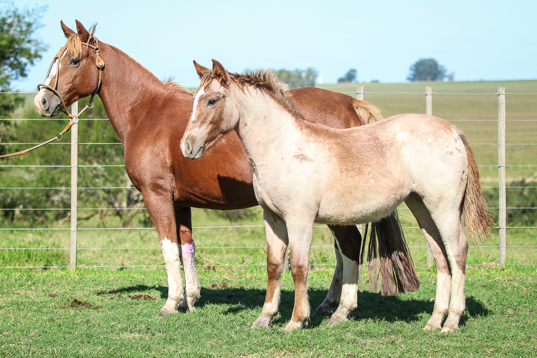 Lote Gotera Del Cerro