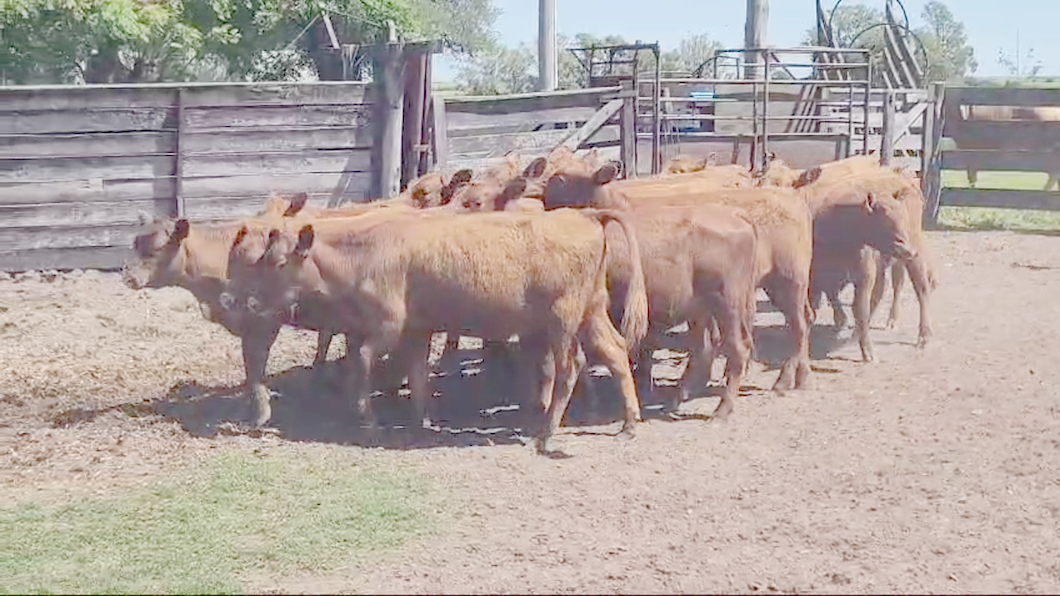 Lote (Vendido)16 Terneras ANGUS a remate en #50 Pantalla Carmelo 205kg -  en COSTAS DE VACA